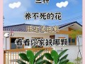 绿钻花摆放位置禁忌及卧室摆放注意事项（绿钻花可以放在卧室吗？如何摆放才不会影响健康？）