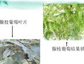 剪葡萄枝怎么种植？（简单掌握葡萄栽培技巧，享受丰收乐趣！）