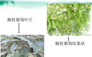 剪葡萄枝怎么种植？（简单掌握葡萄栽培技巧，享受丰收乐趣！）