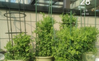 盆栽荷兰豆的种植指南（轻松在家种植健康的荷兰豆，享受绿色盆栽生活）