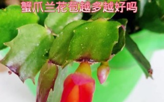 蟹爪兰花蕾掉了怎么办？（保护蟹爪兰花蕾的方法和注意事项）