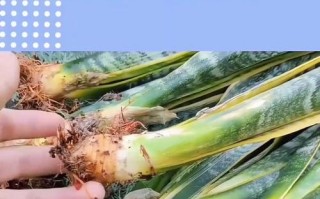 虎皮兰的养殖技巧与肥料需求（打造健康虎皮兰，肥料是关键！）
