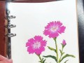 以石竹花怎么繁殖为主题写文章（探索石竹花的繁殖方式，快速扩大花园的美丽）