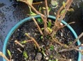 解决花草枯萎的方法（如何挽救因缺水而枯萎的花草？）