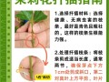 白兰花扦插技巧与注意事项（学会正确的方法，让白兰花轻松生根成长）