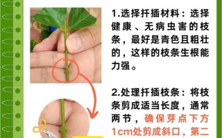 白兰花扦插技巧与注意事项（学会正确的方法，让白兰花轻松生根成长）