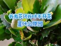缺水导致长寿花叶子发软的应对措施（如何正确补水使长寿花恢复健康）