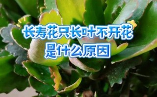 缺水导致长寿花叶子发软的应对措施（如何正确补水使长寿花恢复健康）