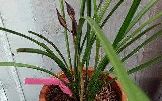 鸿运当头兰花的养殖方法（打造幸运花园，享受花开的喜悦）