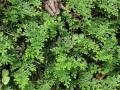 卷柏的种类、特点及应用（探寻卷柏植物的生态学特征、栽培技巧、医疗价值与园林用途）