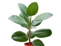 橡皮树花的养殖与护理技巧（从选种到养护，掌握这些关键点，让橡皮树花健康茁壮成长）