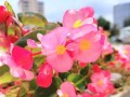 海棠花——适合室内的美丽之选（卧室中的海棠花，让你拥有清新自然的生活气息）