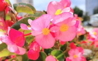 海棠花——适合室内的美丽之选（卧室中的海棠花，让你拥有清新自然的生活气息）