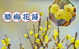 腊梅枝条插种技巧与养护方法（如何利用腊梅枝条成功繁殖美丽的腊梅植株）
