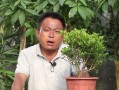 如何挽救叶子蔫了的米兰（米兰叶子蔫了怎么办？一起来看看这15个妙招！）