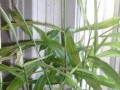 废油的妙用——为您的花园带来生机（废油适合浇什么花？探讨废油在园艺中的运用）