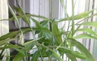 废油的妙用——为您的花园带来生机（废油适合浇什么花？探讨废油在园艺中的运用）