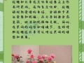 月季与野生蔷薇的区别与特点（从外观、生长环境和养护要求角度探讨月季与野生蔷薇的不同）