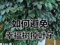 幸福树的叶子为何频繁脱落？（解析幸福树脱叶的原因和应对方法）