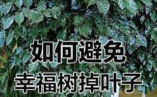 幸福树的叶子为何频繁脱落？（解析幸福树脱叶的原因和应对方法）