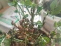 植物抢救大作战（灾难中逆袭的秘密武器与技巧，挽救植物生命力的关键）