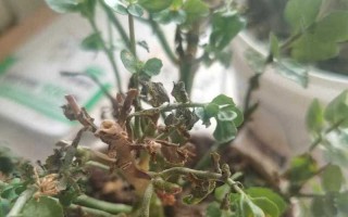 植物抢救大作战（灾难中逆袭的秘密武器与技巧，挽救植物生命力的关键）