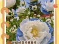 牡丹花谢了怎么办？应对方法大揭秘！（快来了解牡丹花谢萎的原因及解决方法！）
