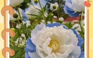 牡丹花谢了怎么办？应对方法大揭秘！（快来了解牡丹花谢萎的原因及解决方法！）