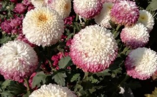 龙爪菊开花的全过程（形态特点与花期、生长条件对花朵影响等详解）