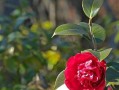 茶花喜阳光吗？（探究茶花的喜阳性）