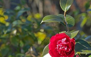 茶花喜阳光吗？（探究茶花的喜阳性）