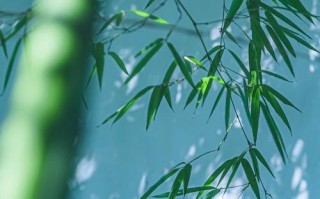 毛竹的光合作用与阳光（毛竹喜欢阳光的原因及养护技巧）