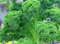 以羽衣甘蓝怎么养活（养殖羽衣甘蓝的关键技巧与注意事项）