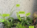 正确掌握播种时机与方法，让你的菜园丰收满满！（种什么？何时种？如何种？菜园知识大揭秘！）