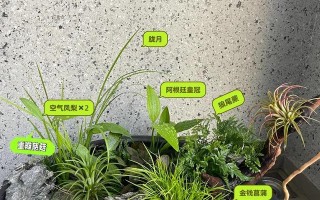 正确掌握播种时机与方法，让你的菜园丰收满满！（种什么？何时种？如何种？菜园知识大揭秘！）