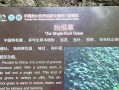 甘草的性质探究（甘草）