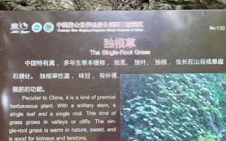 甘草的性质探究（甘草）