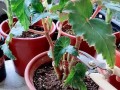 以玉堂花怎么养？（掌握关键养殖技巧，让你的玉堂花长势喜人。）