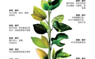 锰元素在植物生长中的重要作用（探究锰元素的机制和应用领域）