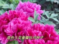 牡丹花种子的种植方法（快速掌握如何种植出美丽的牡丹花）