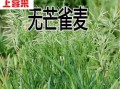 高丹草的生长特征与栽培技术详解（多年生植物高丹草是如何栽培的？）