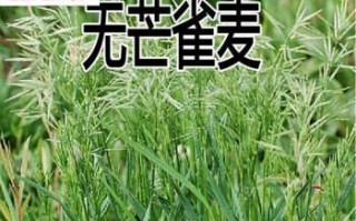 高丹草的生长特征与栽培技术详解（多年生植物高丹草是如何栽培的？）