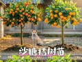 快速而健康地种植橘子种子的方法（以橘子种子为种植材料，掌握这些关键点让您的橘子快速生长健壮）