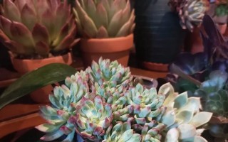 如何养护蓝苹果（打造最佳生长环境，品尝独特口感）