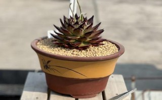 多肉被弄断了怎么办？（教你正确处理被弄断的多肉植物，让它重获新生）