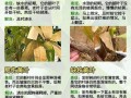 如何救活濒危的发财树？（一场关于保护生态的救赎之旅）
