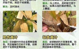 如何救活濒危的发财树？（一场关于保护生态的救赎之旅）