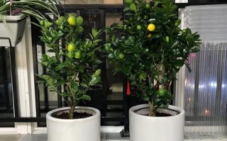 如何养护金桔盆栽（简单易行的金桔盆栽养护技巧）