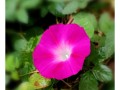 牵牛花香味探秘（原来牵牛花也有香气！）