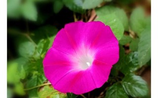 牵牛花香味探秘（原来牵牛花也有香气！）